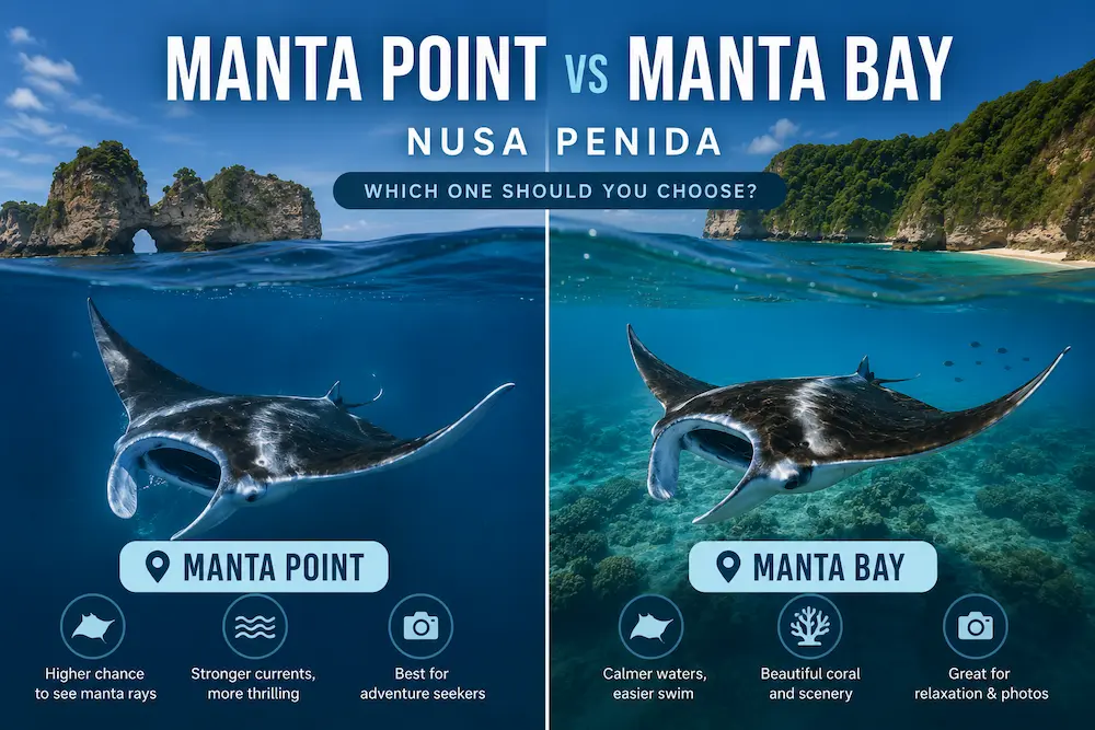 Manta Point vs Manta Bay Nusa Penida: Which One Should You Choose?