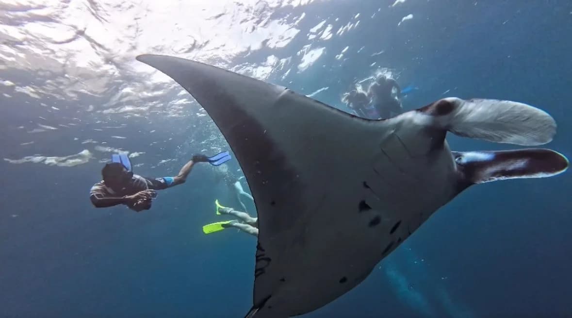 manta ray nusa penida